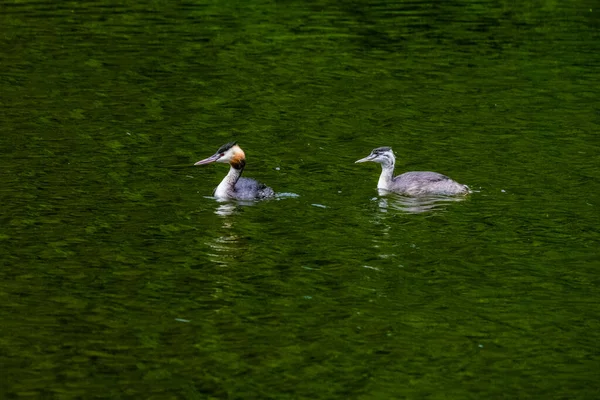 Grand Oiseau Crête Grebe Water Rivière Naturelle — Photo