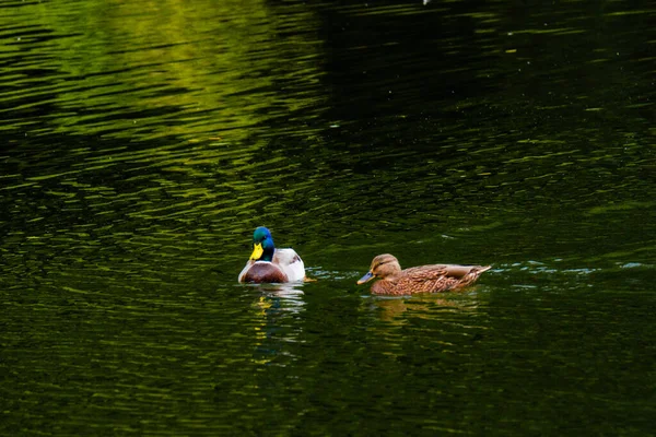 Vadkacsa Úszás Vízben Kis Tóban — Stock Fotó