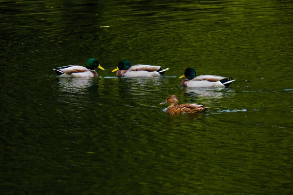 Wildenten Schwimmen Wasser Kleinem See — Stockfoto