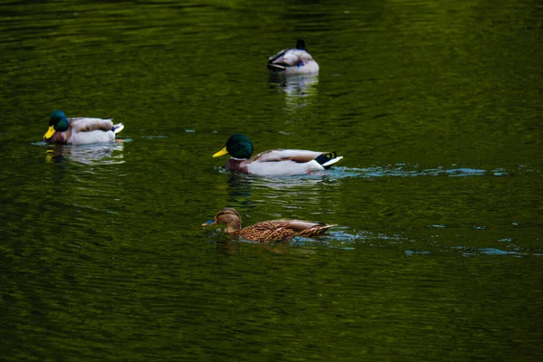 Divoká Kachna Plavání Vodě Malém Jezeře — Stock fotografie