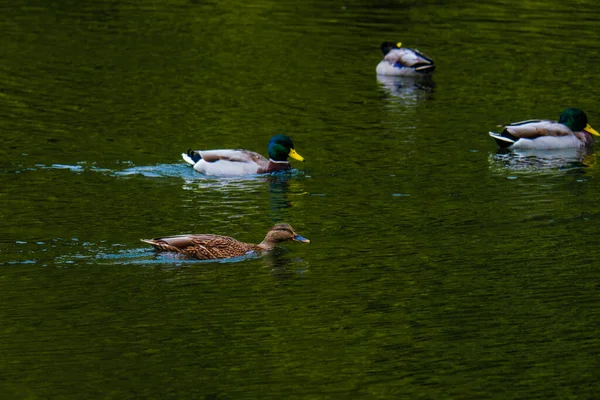 Pato Selvagem Nadando Água Pequeno Lago — Fotografia de Stock
