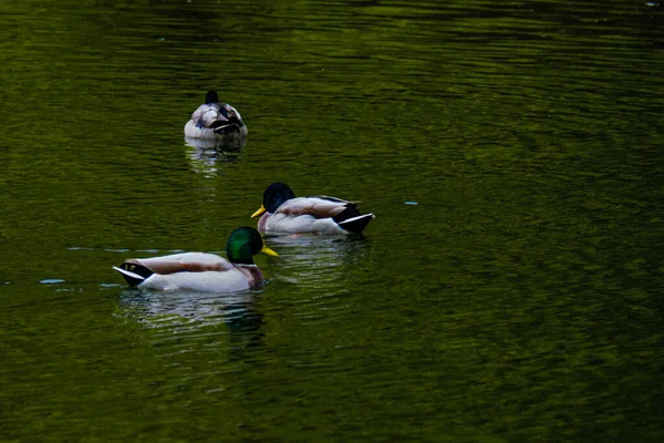 Wild Duck Swimming Water Small Lake — Stock Photo, Image