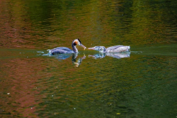 Grote Kuif Grebe Water Vogel Natuurlijke Rivier — Stockfoto