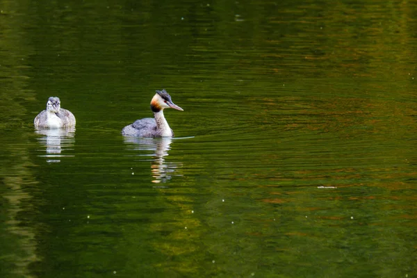 Grande Uccello Crestato Grebe Water Fiume Naturale — Foto Stock