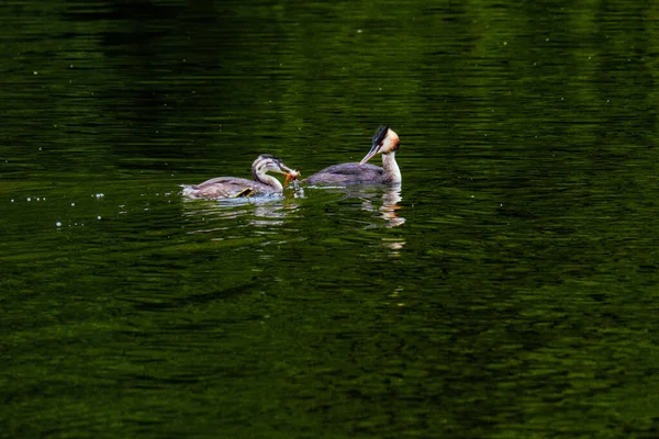 Grand Oiseau Crête Grebe Water Rivière Naturelle — Photo