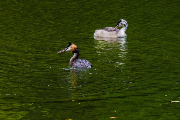 Grande Uccello Crestato Grebe Water Fiume Naturale — Foto Stock