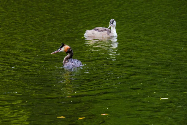 グレート クレスト グローブ水の鳥 川の自然 — ストック写真