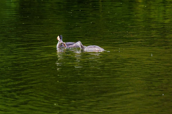 Velký Hřebenatý Grebe Water Pták Přírodní Řeka — Stock fotografie