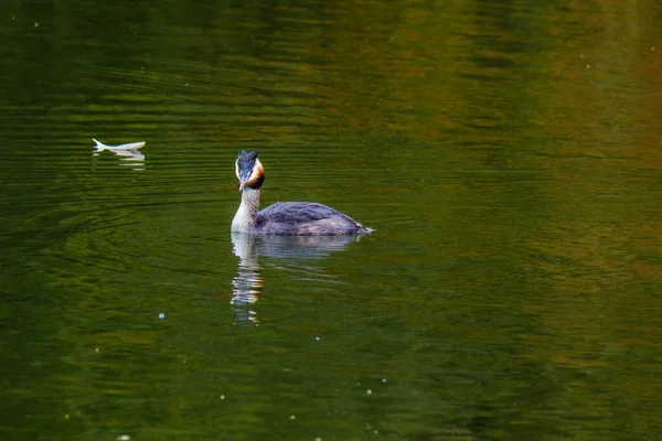 Stor Crested Grebe Water Fågel Naturlig Flod — Stockfoto