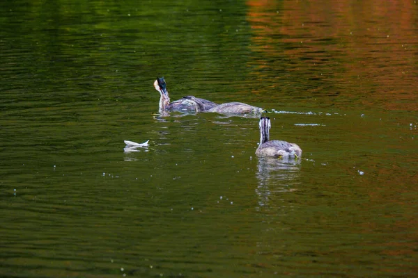 グレート クレスト グローブ水の鳥 川の自然 — ストック写真