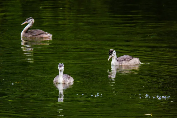 Great Grebested Grebe Water Bird Естественная Река — стоковое фото