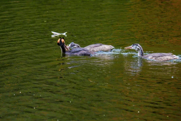 Stor Crested Grebe Water Fågel Naturlig Flod — Stockfoto