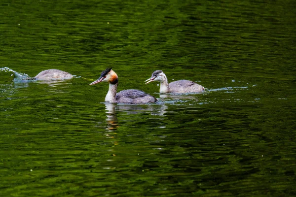 Wspaniały Ptak Grebe Water Rzeka Naturalna — Zdjęcie stockowe