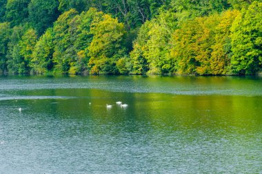 Sonbahar ağaçları suya yansıyor.