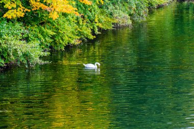Sonbahar ağaçları suya yansıyor.