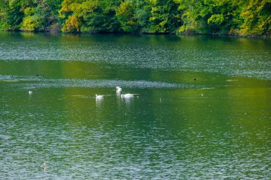 Sonbahar ağaçları suya yansıyor.
