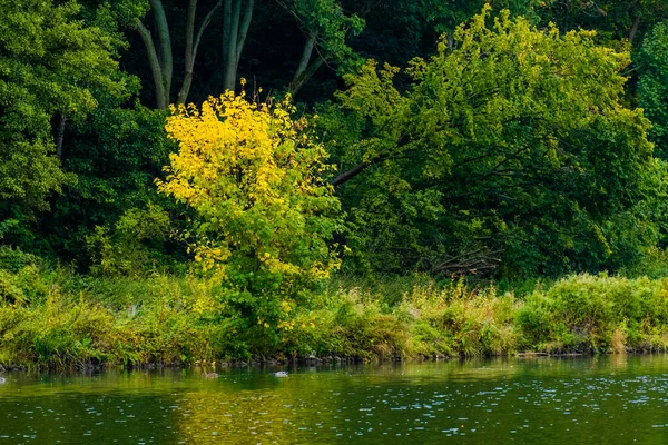 Autumn Trees Reflection Water — Stock Photo, Image
