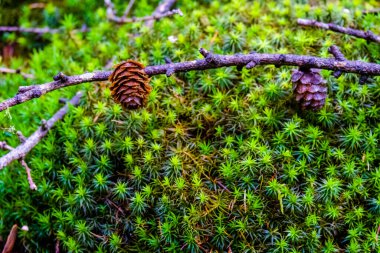 Sonbahar orman ağaçları. Mevsimsel. Doğal parkta yürü.