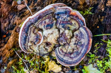 Ormandaki mantarlar. Parkta yürüyüş..