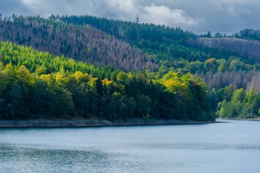 Sonbahar orman ağaçları. Mevsimsel. Doğal parkta yürü.