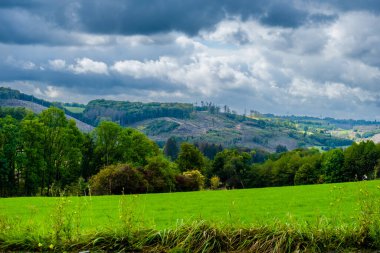 Sonbahar orman ağaçları. Mevsimsel. Doğal parkta yürü.