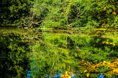 Sonbahar Gölü. Sudaki ağaçların yansımaları. renkli düşüş.