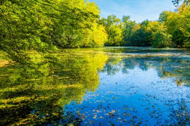 Sonbahar Gölü. Sudaki ağaçların yansımaları. renkli düşüş.