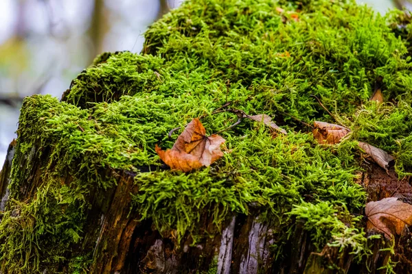 Herbstwälder Saisonal Spaziergang Naturpark — Stockfoto