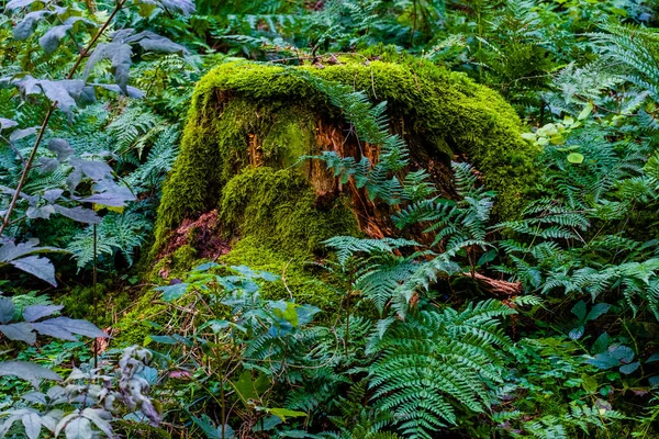 Őszi Erdők Szezonális Séta Természetes Parkban — Stock Fotó