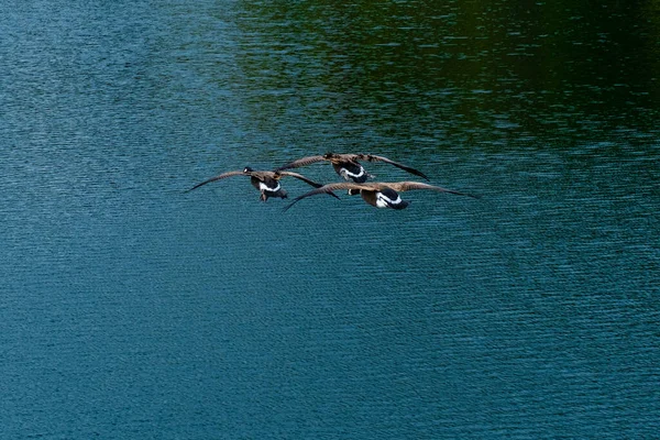 Ganso Salvaje Agua Acuático Birds Wildlife —  Fotos de Stock
