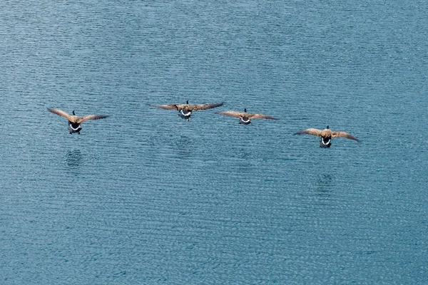 Ganso Salvaje Agua Acuático Birds Wildlife — Foto de Stock