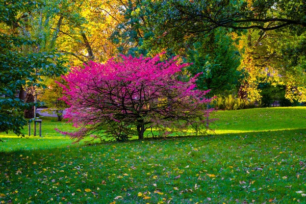 Осінні Дерева Лісу Сезонний Прогулянка Природному Парку — стокове фото