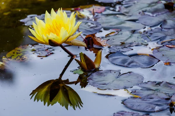 Blüte Seerose Lotus Mit Grünen Blättern Teich Örtlichen Park — Stockfoto