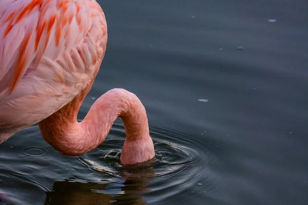 Schattig Roze Flamingo Het Water Park — Stockfoto