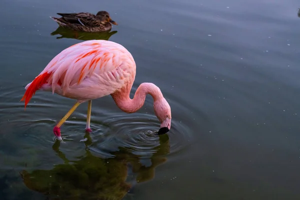 Aranyos Rózsaszín Flamingo Víz Parkban — Stock Fotó