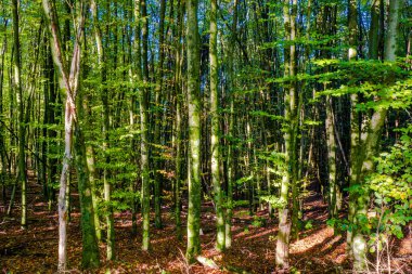 Sonbahar ormanı. Yol. Renkli yapraklar. Doğa Mevsimsel.