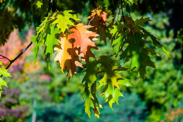 Floresta Outono Caminho Folhas Coloridas Natureza Sazonal — Fotografia de Stock