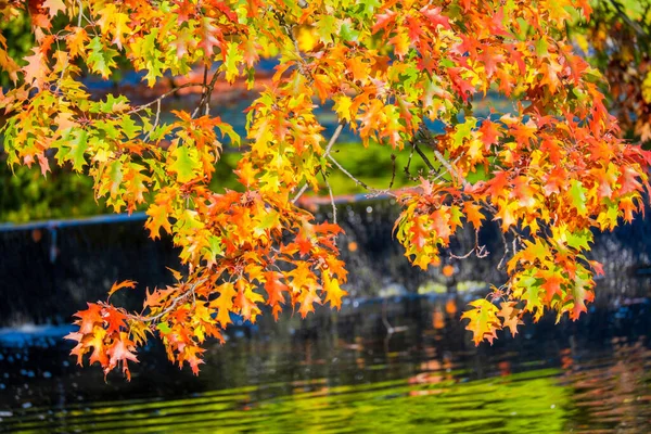 Sonbahar Ormanı Yol Renkli Yapraklar Doğa Mevsimsel — Stok fotoğraf