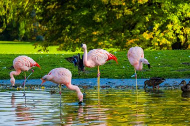 Parktaki suda tatlı pembe flamingolar