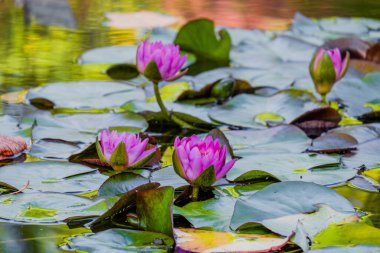 Nilüfer çiçeği, yeşil yapraklı nilüfer.