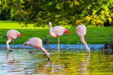 Parktaki suda tatlı pembe flamingolar