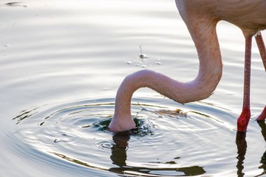 Parktaki suda tatlı pembe flamingo.