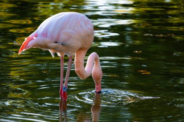 Parktaki suda tatlı pembe flamingo.