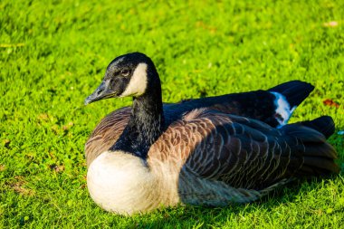 Park bahçesindeki yeşil çayırda yabani kaz