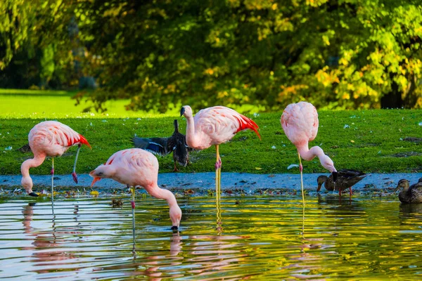 Roztomilý Růžový Plameňáci Vodě Parku — Stock fotografie