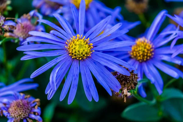 Květinový Modrý Květ Parku Garden Botanic Floral — Stock fotografie