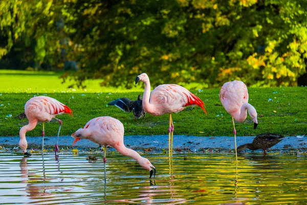 Roztomilý Růžový Plameňáci Vodě Parku — Stock fotografie