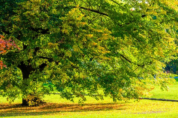 Herfstbos Het Pad Kleurrijke Bladeren Natuur Seizoensgebonden — Stockfoto