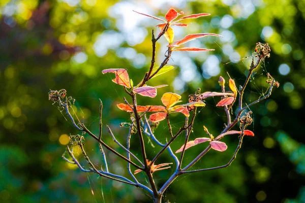 Herfstbos Het Pad Kleurrijke Bladeren Natuur Seizoensgebonden — Stockfoto