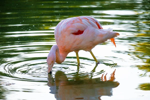 Flamingo Rosa Bonito Água Parque — Fotografia de Stock